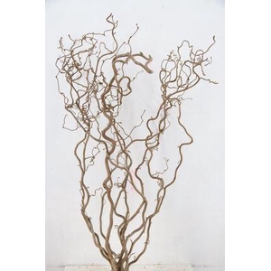 Corylus avellana 'Contorta'