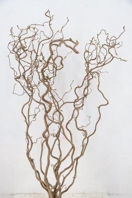 <h4>Corylus avellana 'Contorta'</h4>