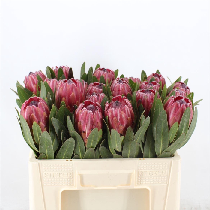 <h4>Protea Red Ice</h4>
