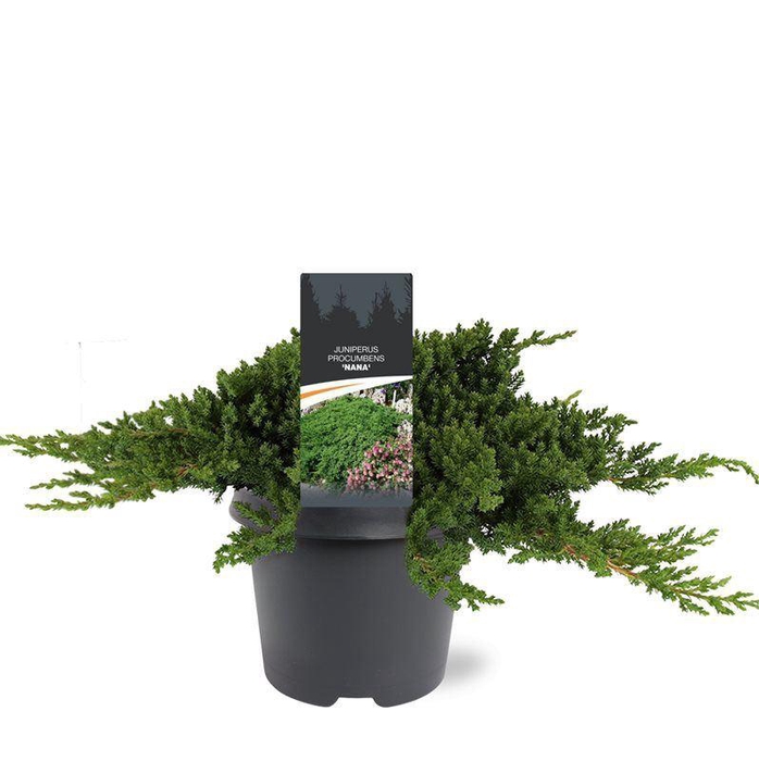 <h4>Juniperus procumbens Nana</h4>