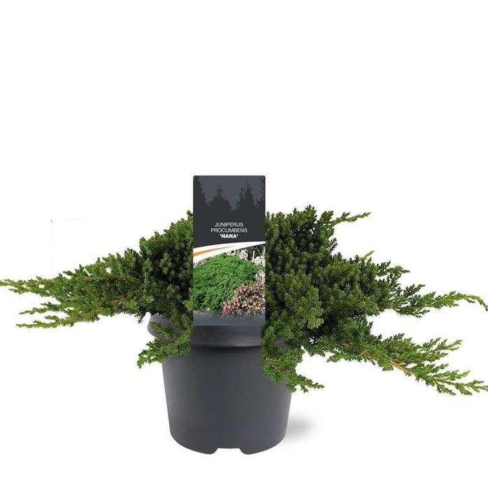 <h4>Juniperus procumbens Nana</h4>