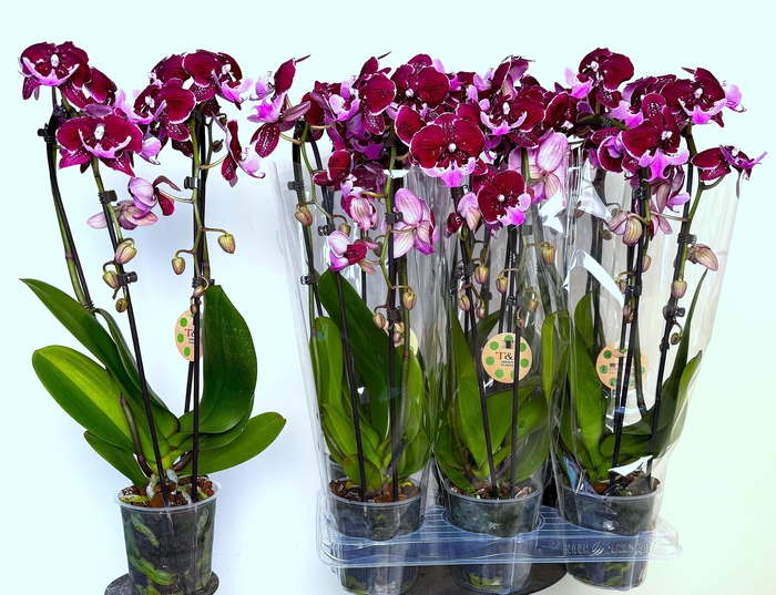 <h4>PHAL EL CASCADE</h4>