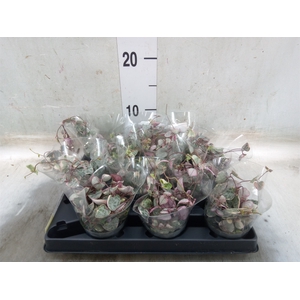Ceropegia woodii ssp. woodii