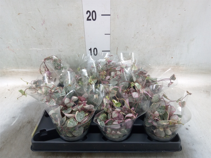 <h4>Ceropegia woodii ssp. woodii</h4>