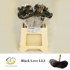 Anthurium Black Love