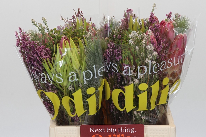 <h4>BQ Kaaps Groen Rivermix</h4>