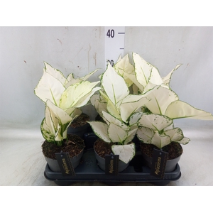 Aglaonema  'White Joy'