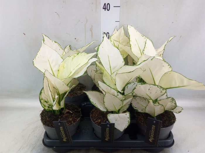 <h4>Aglaonema  'White Joy'</h4>