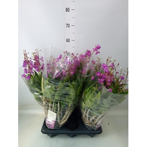 Dendrobium  'Berry Oda'