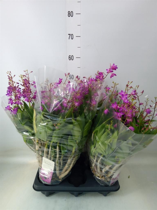 <h4>Dendrobium  'Berry Oda'</h4>