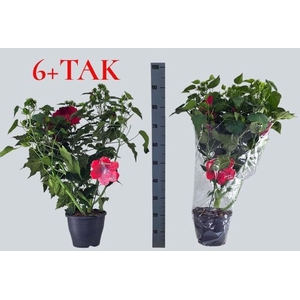 HIBIS M OAK RED