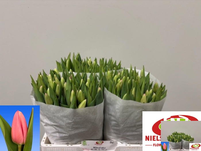 <h4>TU EN MILKSHAKE</h4>