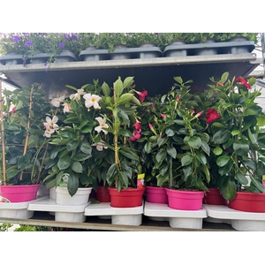 Sundaville 17 cm Mix laag