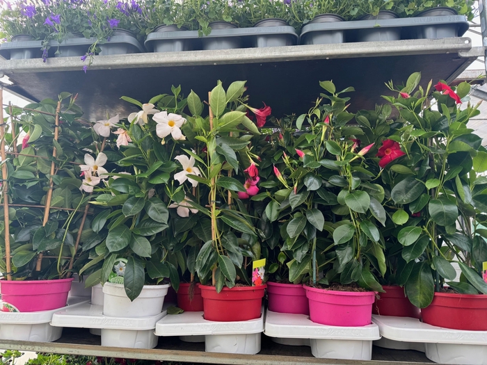 <h4>Sundaville 17 cm Mix laag</h4>