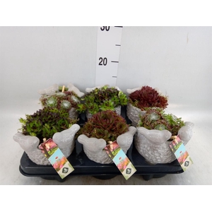 Arr.  Sempervivum L%