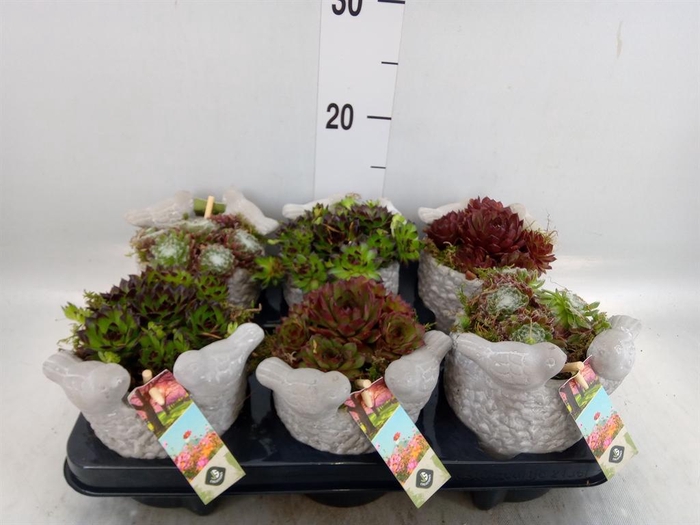 <h4>Arr.  Sempervivum L%</h4>
