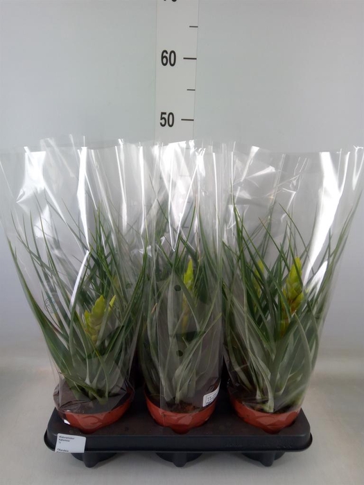 <h4>Tillandsia</h4>
