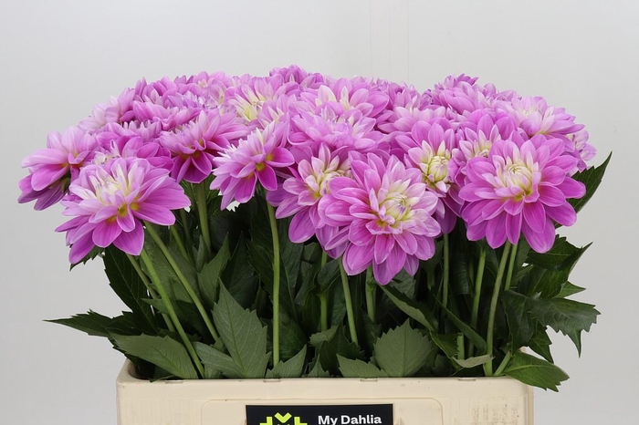 <h4>Dahlia Overig</h4>