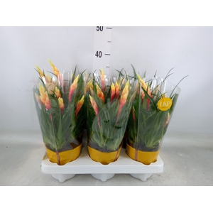 Vriesea  'Shannon'