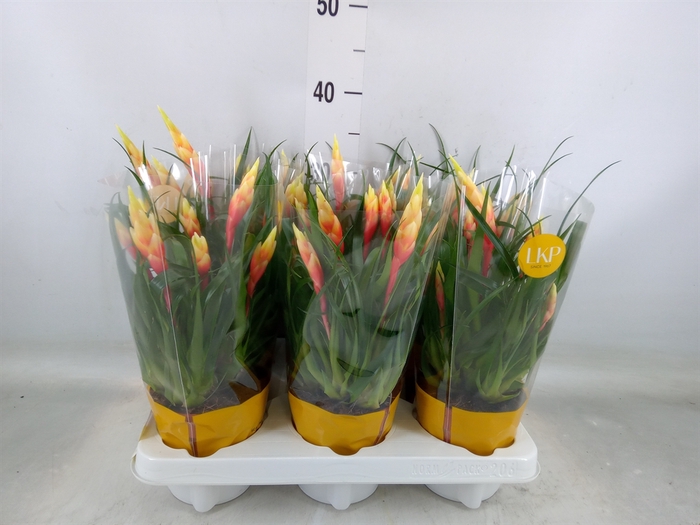 <h4>Vriesea  'Shannon'</h4>