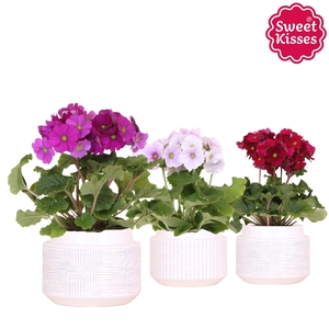 Primula Obconica Sweet Kisses mix in Maze pot white
