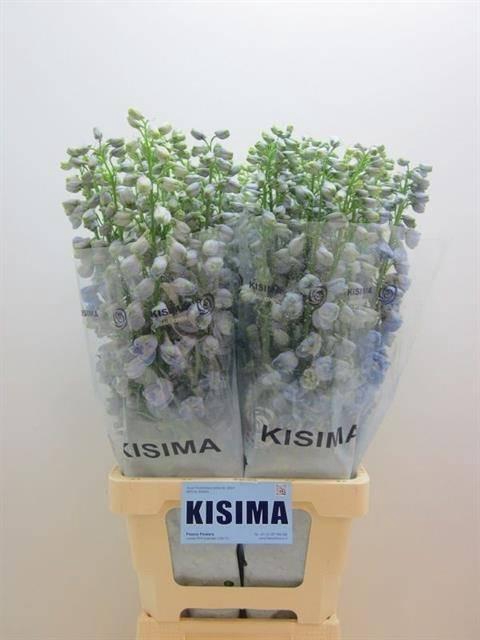 <h4>Delph Guardian Lavender Kisima</h4>