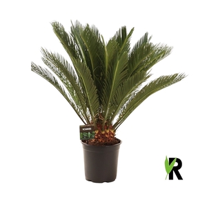 Cycas revoluta 20 plus veren