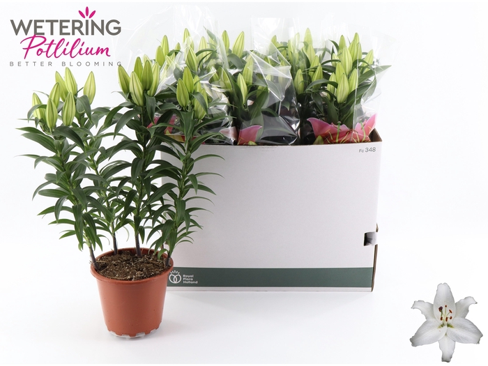 <h4>LIL OR SUN BAHAMAS</h4>