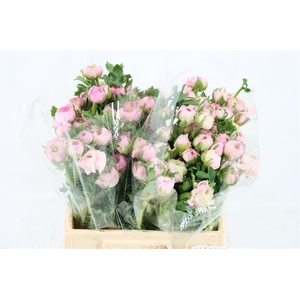 Ran Amandine Marshmallow L Pink