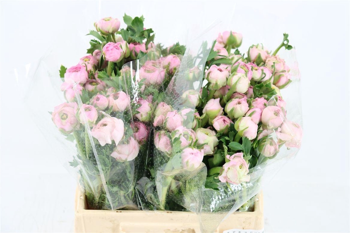 <h4>Ran Amandine Marshmallow L Pink</h4>