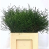 VACC HUCKLEBERRY