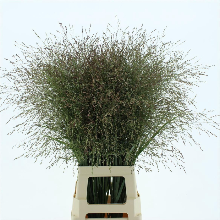 <h4>Panic Vi Warrior</h4>