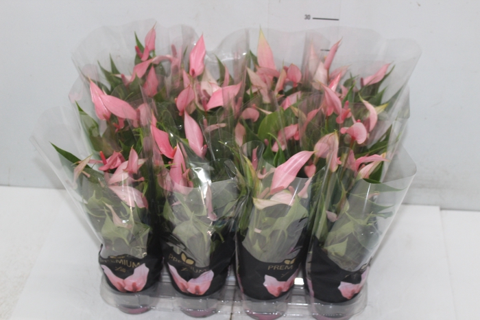 <h4>ANTHURIUM LILLI P09 PREMIUM</h4>