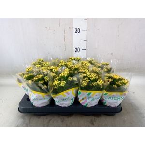 Kalanchoe blos.   ..rosebud mix  5