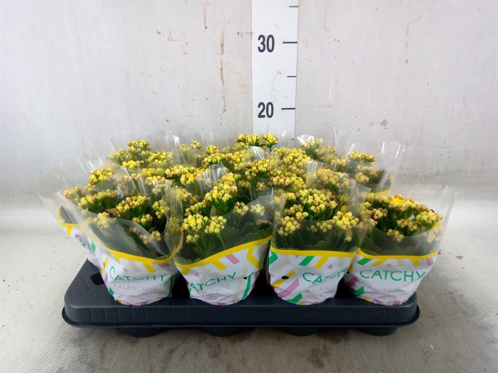 <h4>Kalanchoe blos.   ..rosebud mix  5</h4>