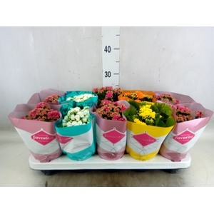 Kalanchoe blos. 'Perfecta'  ..mix 5