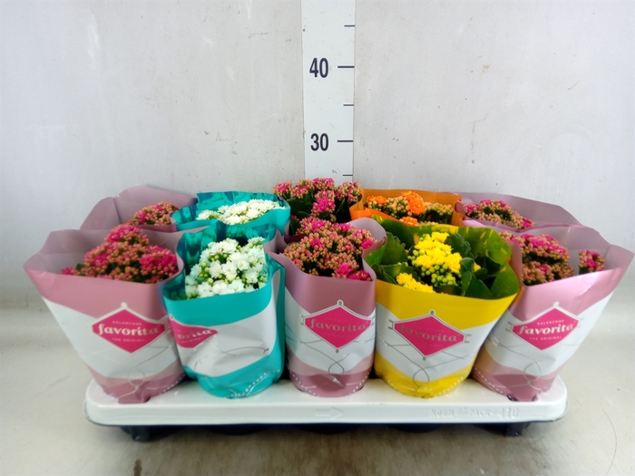 <h4>Kalanchoe blos. 'Perfecta'  ..mix 5</h4>