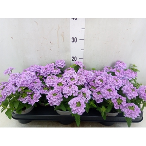 Verbena  'Temari Lilac'