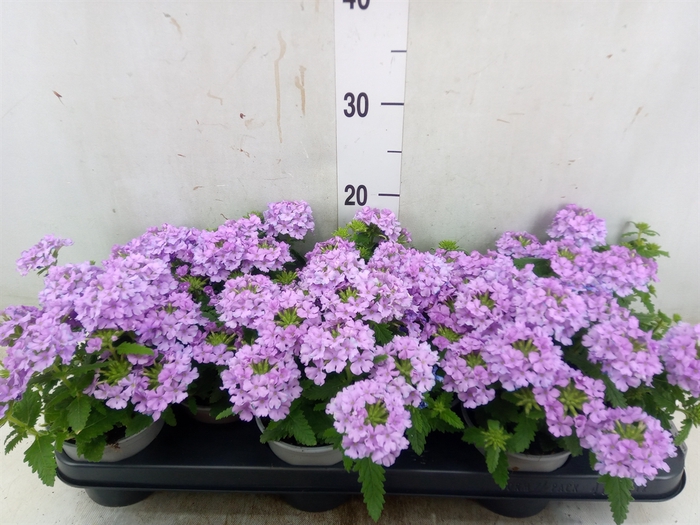 <h4>Verbena  'Temari Lilac'</h4>