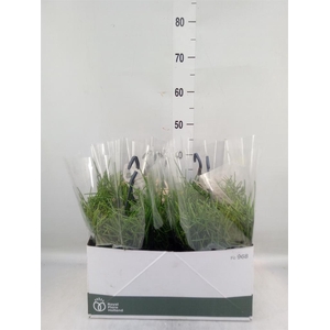 Rhipsalis neves-armondii