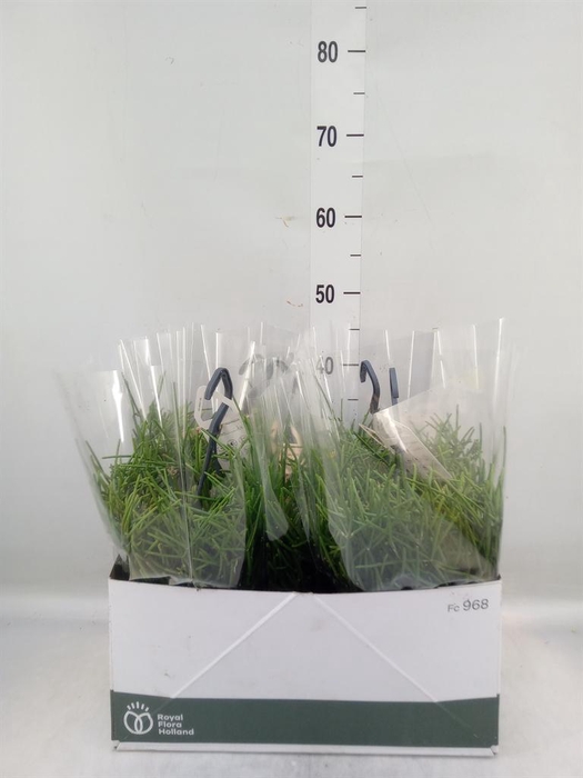 <h4>Rhipsalis neves-armondii</h4>