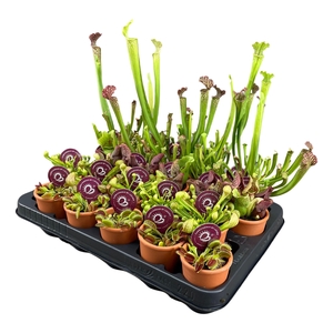 Vleesetende planten mix in 7 cm terracotta pot (waterdicht)