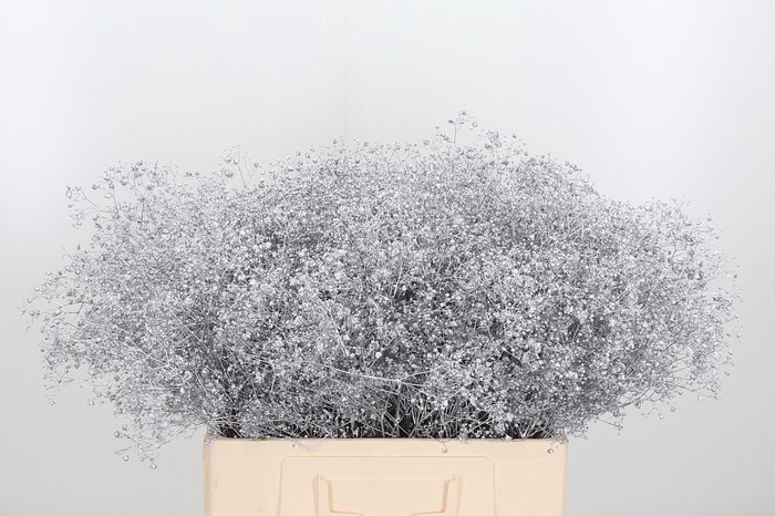 <h4>Gyps Kl Bh Zilver</h4>