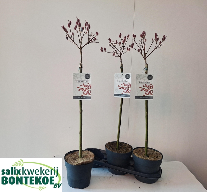 <h4>SALIX MT. ASO</h4>