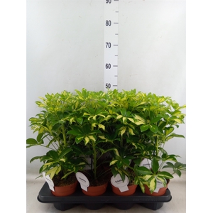 Schefflera arbor. 'Gerda'