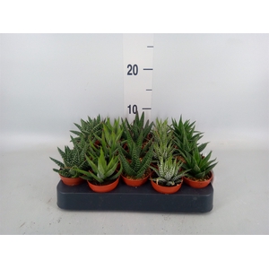 Haworthia   ...mix