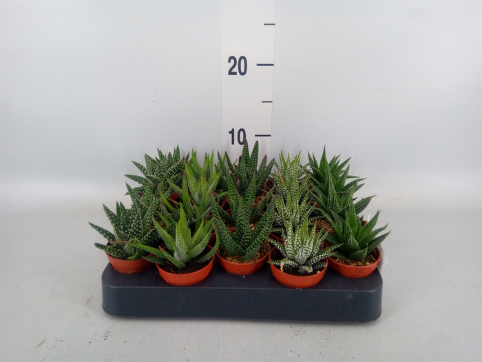 <h4>Haworthia   ...mix</h4>