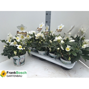 HELL NI HGC WINTERGO