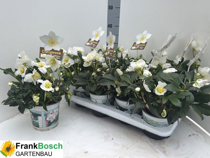 <h4>HELL NI HGC WINTERGO</h4>