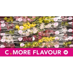 Mini cymbidium 'Mix' 40 cm